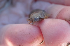 Lepidonotus squamatus