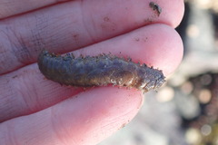 Lepidonotus squamatus