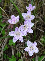 Claytonia virginica