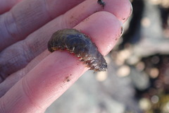 Lepidonotus squamatus