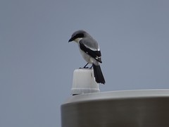 Lanius ludovicianus