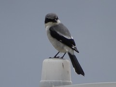 Lanius ludovicianus