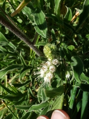 Phacelia