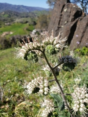 Phacelia