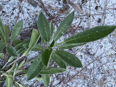 Lupinus westianus