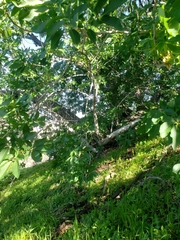Aesculus californica