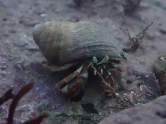 Pagurus acadianus
