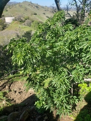 Aesculus californica