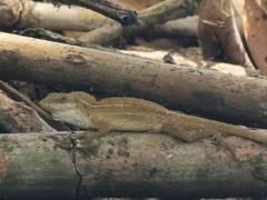 Anolis unilobatus