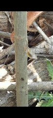 Anolis unilobatus