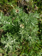 Magnoliopsida