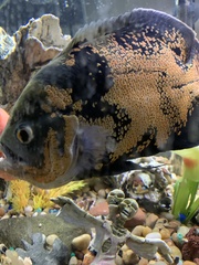 Astronotus