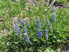 Lupinus arcticus