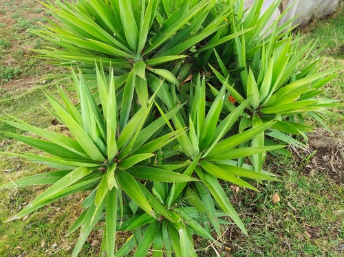 Yucca gigantea