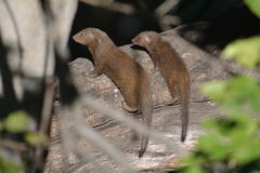 Common Dwarf Mongoose photo 5