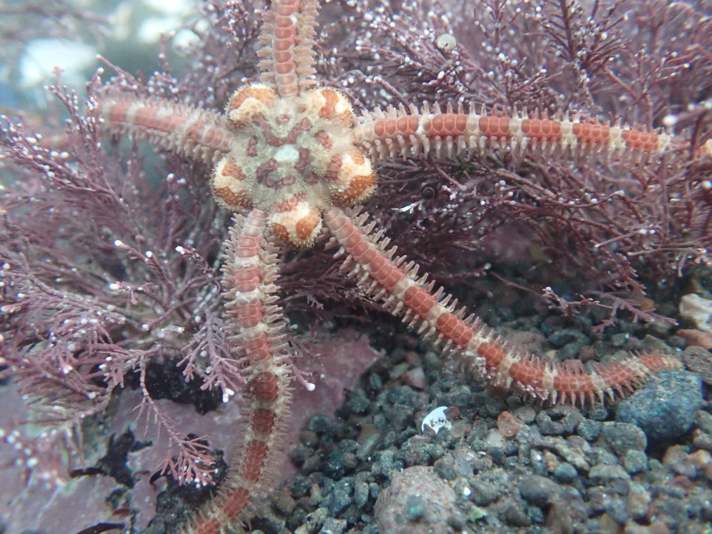 Daisy Brittle Star from Kings, Nova Scotia, Canada on February 28, 2021