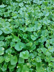 Claytonia perfoliata