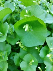 Claytonia perfoliata