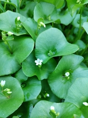 Claytonia perfoliata