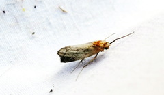 Olethreutes inornatana