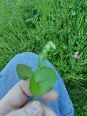Claytonia perfoliata