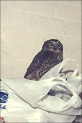 Ninox leucopsis