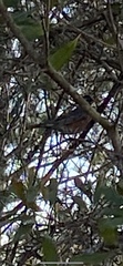 Turdus migratorius
