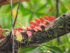 Sterculia lanceolata