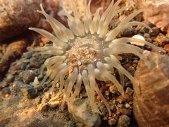 Aulactinia stella