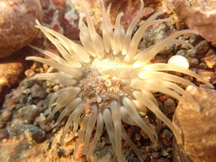 Aulactinia stella