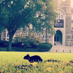 Sciurus carolinensis