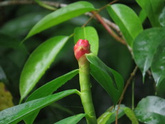 Costus woodsonii