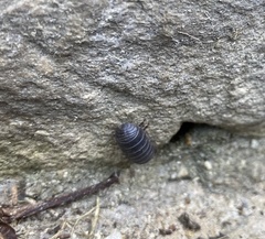 Armadillidium vulgare