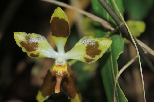 Povedanum Oncidium