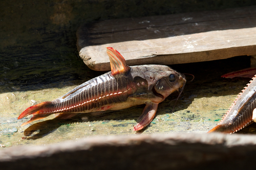 Chocolate catfish (Platydoras costatus) — Doradidae — 2