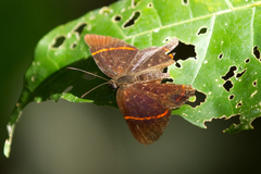 Riodina lysippus