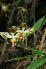 Oncidium povedanum