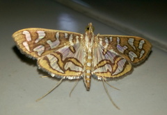Nausinoe