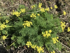 Lomatium klickitatense