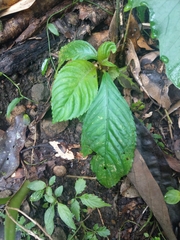 Rhynchotechum formosanum