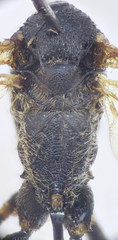 Dusona angustata