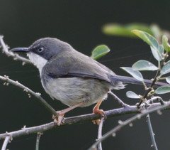 Apalis thoracica claudei