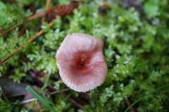 Russula kansaiensis
