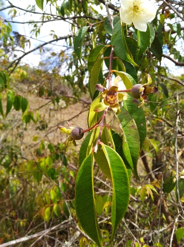 Calycolpus moritzianus, photograph 1