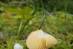 Russula kansaiensis