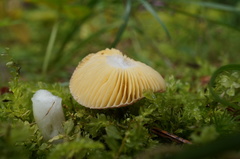 Russula kansaiensis