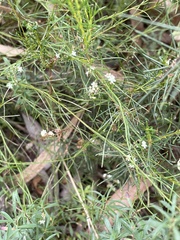 Platysace heterophylla heterophylla