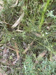 Platysace heterophylla heterophylla
