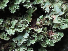 Fungi