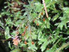 Bryophyta